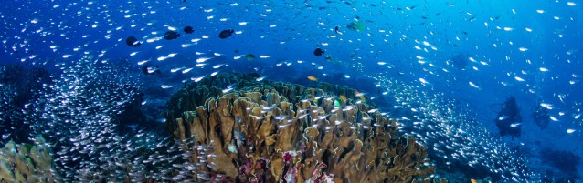 Biodiversité sous-marine